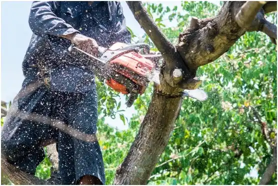 tree services Oakfield